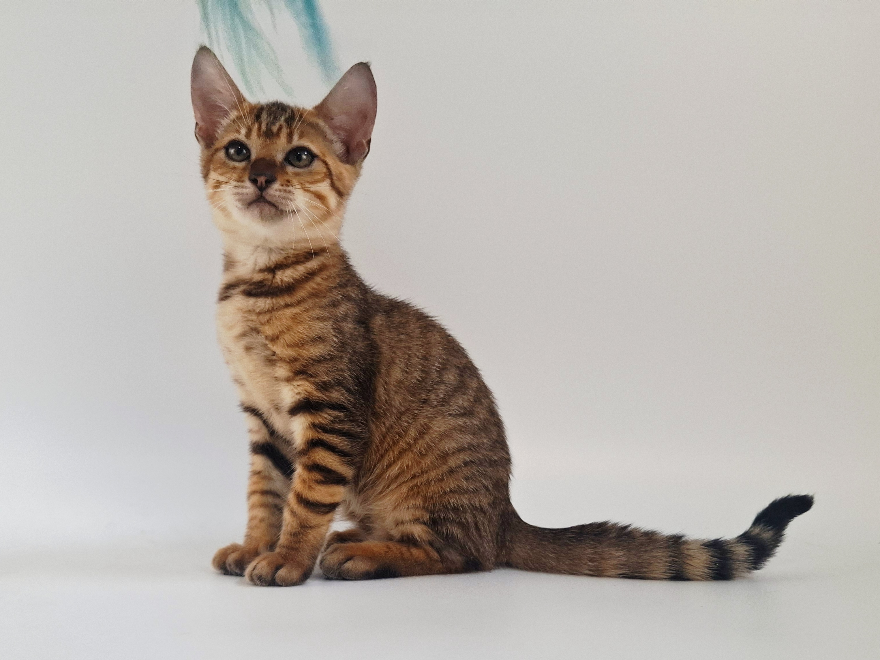 Kitten 3